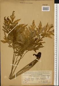 Pleurospermum uralense Hoffm., Eastern Europe, Northern region (E1) (Russia)