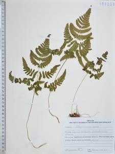 Gymnocarpium dryopteris (L.) Newman, Siberia, Russian Far East (S6) (Russia)