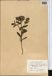 Nonea pulla (L.) DC., Middle Asia, Northern & Central Kazakhstan (M10) (Kazakhstan)