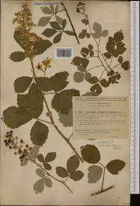 Rubus canescens DC., Western Europe (EUR) (France)