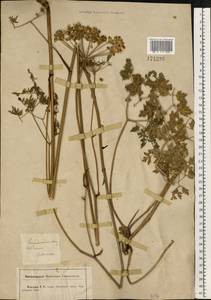 Oreoselinum nigrum Delarbre, Eastern Europe, Central forest-and-steppe region (E6) (Russia)