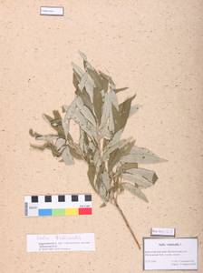 Salix viminalis L., Siberia, Altai & Sayany Mountains (S2) (Russia)
