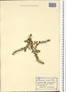 Polycnemum majus A. Braun, Caucasus, Armenia (K5) (Armenia)