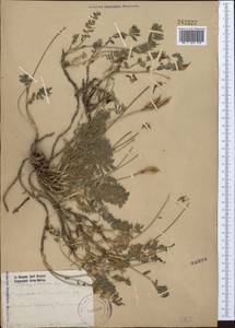 Oxytropis lehmanni Bunge, Middle Asia, Western Tian Shan & Karatau (M3) (Kazakhstan)