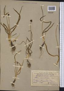 Allium atrosanguineum var. atrosanguineum, Middle Asia, Pamir & Pamiro-Alai (M2) (Uzbekistan)