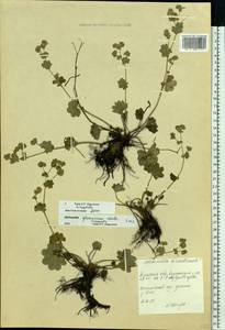 Alchemilla glaucescens Wallr., Eastern Europe, Central region (E4) (Russia)