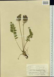 Oxytropis longibracteata Kar. & Kir., Siberia, Altai & Sayany Mountains (S2) (Russia)