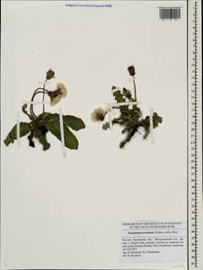 Taraxacum serotinum (Waldst. & Kit.) Poir., Eastern Europe, Middle Volga region (E8) (Russia)