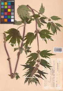 MHA 0 154 687, Leonurus quinquelobatus Gilib., Eastern Europe, Western region (E3) (Russia)