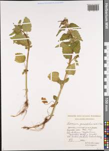 Lamium maculatum (L.) L., Caucasus, Dagestan (K2) (Russia)