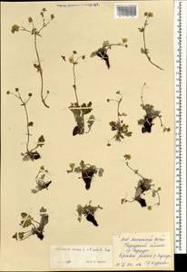 Potentilla sericea L., Mongolia (MONG) (Mongolia)