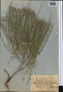Chondrilla leiosperma Kar. & Kir., Middle Asia, Western Tian Shan & Karatau (M3) (Kyrgyzstan)