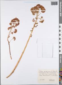 Hylotelephium telephium (L.) H. Ohba, Eastern Europe, Lower Volga region (E9) (Russia)