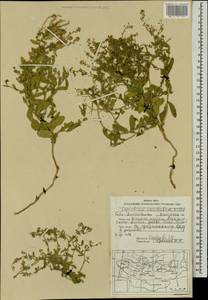 Lepidium cordatum Willd. ex DC., Mongolia (MONG) (Mongolia)