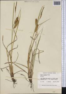 Carex rostrata Stokes , nom. cons., America (AMER) (Canada)