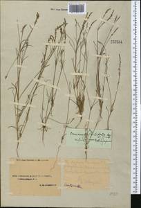 Crucianella filifolia, Middle Asia, Syr-Darian deserts & Kyzylkum (M7) (Uzbekistan)