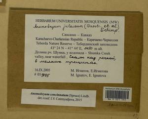 Anomobryum concinnatum (Spruce) A. Jaeger, Bryophytes, Bryophytes - North Caucasus & Ciscaucasia (B12) (Russia)