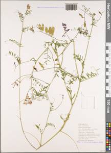 Vicia villosa subsp. varia (Host)Corb., Caucasus, Black Sea Shore (from Novorossiysk to Adler) (K3) (Russia)