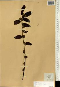 Waltheria indica L., South Asia, South Asia (Asia outside ex-Soviet states and Mongolia) (ASIA) (Philippines)