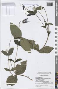 Clematis integrifolia L., Eastern Europe, Central forest-and-steppe region (E6) (Russia)