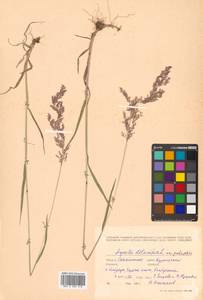 Agrostis stolonifera L., Siberia, Russian Far East (S6) (Russia)