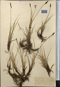 Carex, Middle Asia, Northern & Central Tian Shan (M4) (Kyrgyzstan)