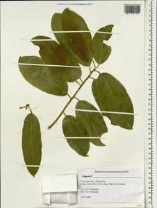 Capparis, South Asia, South Asia (Asia outside ex-Soviet states and Mongolia) (ASIA) (Vietnam)