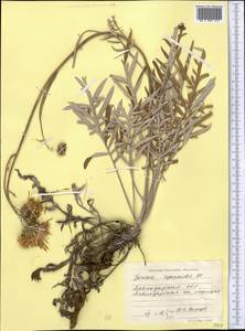 Jurinea cyanoides (L.) Rchb., Middle Asia, Northern & Central Kazakhstan (M10) (Kazakhstan)