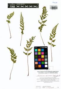 Asplenium adiantum-nigrum subsp. woronowii (Christ) Fraser-Jenkins, Siberia, Altai & Sayany Mountains (S2) (Russia)