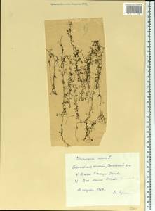 Utricularia minor L., Eastern Europe, Volga-Kama region (E7) (Russia)