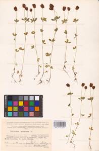 Trifolium spadiceum L., Eastern Europe, Northern region (E1) (Russia)