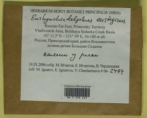 Eurhynchiadelphus eustegia (Besch.) Ignatov & Huttunen, Bryophytes, Bryophytes - Russian Far East (excl. Chukotka & Kamchatka) (B20) (Russia)