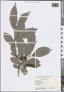 Salix aegyptiaca L., Caucasus, Azerbaijan (K6) (Azerbaijan)
