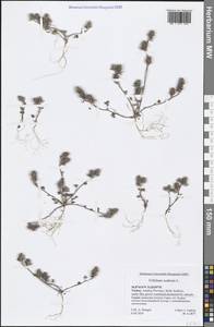 Trifolium scabrum L., South Asia, South Asia (Asia outside ex-Soviet states and Mongolia) (ASIA) (Turkey)