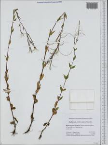 Epilobium ciliatum subsp. ciliatum, Eastern Europe, Central forest region (E5) (Russia)