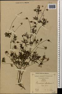Geranium columbinum L., Caucasus, Georgia (K4) (Georgia)
