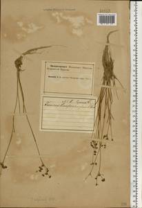 Juncus articulatus L., Eastern Europe, Northern region (E1) (Russia)