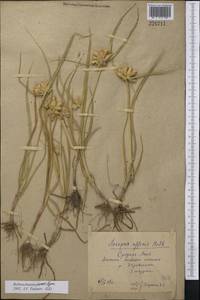 Bolboschoenus maritimus subsp. affinis (Roth) T.Koyama, Middle Asia, Syr-Darian deserts & Kyzylkum (M7) (Uzbekistan)