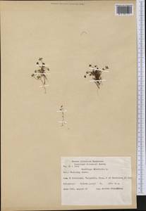 Saxifraga rivularis, America (AMER) (Greenland)