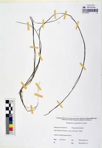 MAG 0003245, Sparganium gramineum Georgi, Siberia, Chukotka & Kamchatka (S7) (Russia)