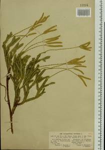 Lycopodium clavatum L., Eastern Europe, North-Western region (E2) (Russia)