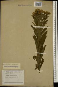 Pentanema germanicum (L.) D. Gut. Larr., Santos-Vicente, Anderb., E. Rico & M. M. Mart. Ort., Caucasus, Stavropol Krai, Karachay-Cherkessia & Kabardino-Balkaria (K1b) (Russia)