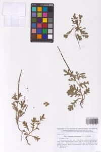 Glaucium corniculatum (L.) Rudolph, Eastern Europe, Lower Volga region (E9) (Russia)