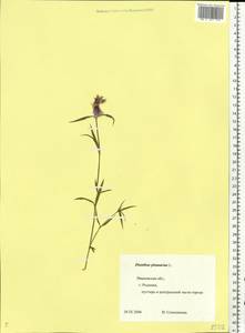 Dianthus plumarius, Eastern Europe, Central forest region (E5) (Russia)