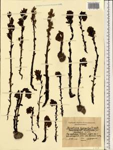 Hypopitys monotropa Crantz, Eastern Europe, Moscow region (E4a) (Russia)