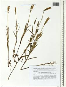 Gentianopsis barbata, Eastern Europe, Eastern region (E10) (Russia)