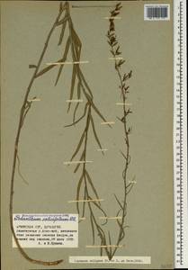 Asyneuma canescens subsp. canescens, Caucasus, Armenia (K5) (Armenia)