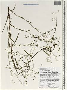 Bupleurum hamiltonii N. P. Balakr., South Asia, South Asia (Asia outside ex-Soviet states and Mongolia) (ASIA) (Vietnam)