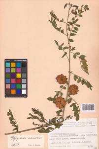 Glycyrrhiza echinata L., Eastern Europe, Lower Volga region (E9) (Russia)