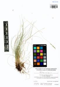 Festuca ovina L., Siberia, Yakutia (S5) (Russia)